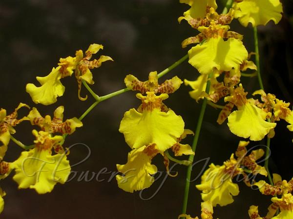 Oncidium Goldiana